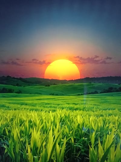 This is a photograph of a vast, green landscape under a vibrant sunset. In the foreground, tall, green grass with pointed leaves is sharply in focus, illuminated by the setting sun. Behind the grass, rolling hills covered in lush, green vegetation stretch into the distance. Silhouetted trees dot the hillsides. The sky is a gradient of colors, with a bright orange and yellow sun dominating the horizon, casting a warm glow. The upper portion of the sky transitions to a deep blue. Faint, pinkish clouds are visible near the sunset. The scene depicts a rural, undeveloped area, possibly farmland or rolling meadows. There are no people, structures, or specific identifiable landmarks that would place this image in Qorowul, Uzbekistan, or any other specific urban location. The image is a generic landscape at sunset.