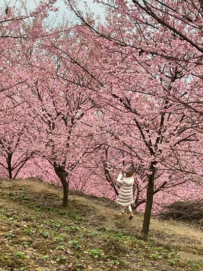 An individual in a white coat stands on a tree branch amidst a profusion of pink cherry blossoms. The trees, dense with flowers, form an alleyway. The person appears to be reaching into the blossoms. The ground beside the trees is covered with dried leaves and sparse vegetation. The photo is rotated, with the ground appearing on the right and the sky on the left.