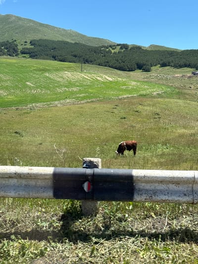 A lone brown and white cow grazes in a grassy field. The field is situated in a valley between rolling green hills, one of which is covered in dense pine trees. The sky above is clear and blue. A guardrail runs across the foreground of the image, obscuring a portion of the lower half of the scene. The guardrail is metallic and has a black and white reflective strip. In the distance, a few small white objects, possibly sheep, are visible in the field. The area appears to be rural and sparsely populated. The location is the village of Gegharot in Armenia.