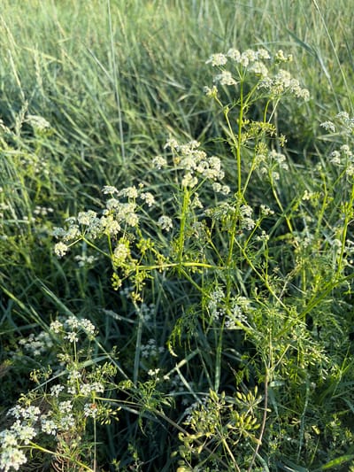 In a grassy field in Myandygi, Russia, delicate white flowers with feathery leaves bloom amongst tall green grass. The sun casts a warm glow on the scene, highlighting the intricate details of the wildflowers. The background is filled with the soft blur of more grass, creating a sense of natural abundance.