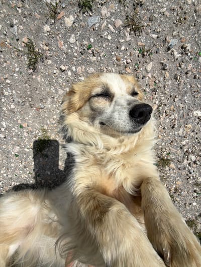 A light-colored dog is lying on its back on a ground surface composed of gray dirt, pebbles, and small pieces of stone or concrete. The dog has its paws curled up toward its chest. Its eyes are closed, and its nose is black. The scene is situated outdoors in an unidentified location within the city of Tseretelevo, Bulgaria.