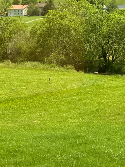 The image depicts a verdant, sunlit meadow in Le Sentier, Switzerland, bordering a wooded area. In the foreground and midground, a vast expanse of bright green grass dominates the scene, with subtle variations in texture suggesting a natural, slightly uneven terrain. In the middle ground, approximately one-third of the way up the image from the bottom, a solitary grey heron stands attentively on the grass. Further back, near the tree line and a small body of water, another heron is partially visible. The background features a dense canopy of lush green trees, with glimpses of buildings peeking through the foliage. Two structures are discernible: a light-colored building with a reddish-brown roof, and a darker building with a grey roof. A narrow, winding path is visible on the grassy slope leading towards the buildings. The overall impression is one of a peaceful rural landscape bathed in natural light.