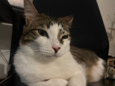 A domestic tabby and white cat is depicted in a close-up, head and upper body shot. The cat has prominent white fur on its chest, muzzle, and underbelly, with brown and grey tabby markings visible on its forehead, ears, and back. Its eyes are light green, and it has a pink nose with a small reddish mark present on the bridge of the nose. White whiskers extend from its muzzle. The cat's front paws are tucked beneath its body, indicating a resting or prone position. The background is largely dark, featuring an indistinct dark object or surface, likely a chair, behind the cat. A lighter, blurry area is visible in the upper right background. The scene occurs indoors under ambient lighting conditions. The specific location within the city of Noumea, France, cannot be determined from the visual information provided.