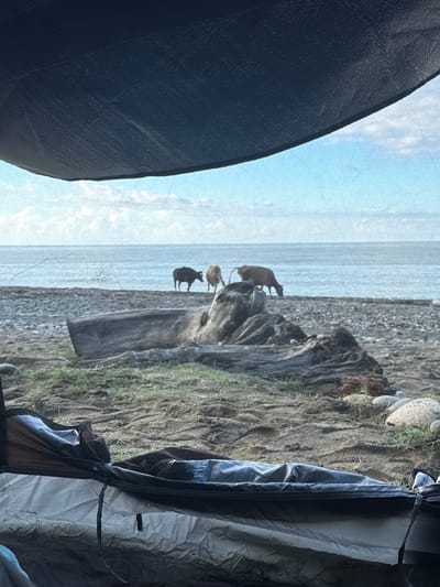 The image captures a view from inside a tent looking out onto a beach in Mgudzyrkhwa, Abkhazia. The foreground is dominated by the interior of the tent, with its fabric walls and zippers visible. Beyond the tent opening, the scene opens to a beach with sandy and pebbly terrain, featuring large driftwood logs and scattered rocks. In the middle ground, three cows are present near the water's edge. One cow, dark in color, stands facing left. A second cow, lighter in color, stands facing right, appearing to graze. A third cow, also light brown, is positioned further right, with its head down, seemingly grazing as well. The background consists of the tranquil sea and a hazy, pale blue sky with scattered white clouds. The overall atmosphere is serene and natural.