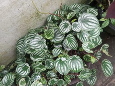A vibrant plant, likely a Watermelon Peperomia (Peperomia argyreia), densely fills the frame, showcasing numerous round to oval leaves with striking patterns. Each leaf features prominent, alternating dark green and silvery-white stripes radiating from the center, giving it a distinctive appearance. Many of the leaves have small, glistening water droplets, suggesting recent watering or morning dew. The plant's stems appear to be reddish in color.
The plant is positioned against a light-colored, textured wall, possibly concrete or stucco, which occupies the upper-left portion of the image. The wall shows some minor discoloration and unevenness. The lower-right and bottom sections of the image reveal a dark, earthy surface or a pot from which the plant is growing. A faint glimpse of another plant with a dark red or purple leaf is visible in the far upper-right corner. The lighting indicates it is daytime, with soft illumination enhancing the details and texture of the leaves. There is no visible human activity or text. The scene offers a close-up, static view of the botanical subject, captured in Veren, Bulgaria.