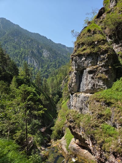 The image depicts a view from a canyon in Landl, Austria, likely within the Johnsbachklamm gorge. In the foreground, a rugged, moss-covered rock face dominates the right side of the frame, with lush green grass growing in patches. To the left, a narrow gorge carved by a stream is visible, with a wooden boardwalk winding along its edge, suggesting a hiking path. The gorge is densely forested with tall coniferous trees covering the steep slopes, and in the distance, mist-covered mountains rise under a clear blue sky. The scene is natural and untouched, with no people or animals visible.