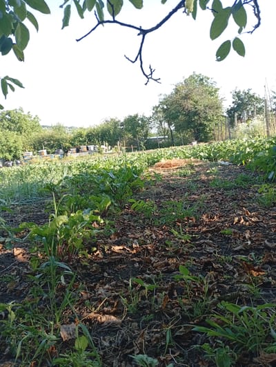 This media file depicts a lush garden scene in Buțeni, Moldova, likely during the late morning or early afternoon, given the bright, clear sky and shadows. The foreground is dominated by a patch of rich, dark soil covered with fallen leaves, interspersed with emerging green plants and weeds. Prominent among these are the dark red leaves and stems of beetroot plants.
Further into the garden, rows of healthy green vegetables stretch towards the background, suggesting an active growing season. In the mid-ground, several beehives are neatly arranged, indicating an apiary is part of this agricultural setting. The beehives are rectangular, with some appearing to be painted in lighter colors. Beyond the garden and beehives, a line of mature trees forms a verdant backdrop, with more trees visible on a gentle slope in the distance. A wooden fence, supported by posts, runs along the right side of the garden, bordering a more cultivated area with white flowers.
The overall impression is one of rural tranquility and productive land. The image is an outdoor shot, likely taken with a mobile phone due to the quality and composition. There are no visible people or text. The scene evokes a sense of nature's bounty and the peaceful coexistence of beekeeping and vegetable cultivation.