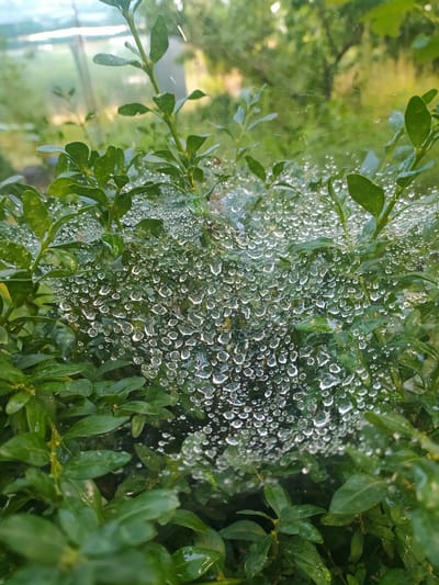 The image depicts a close-up view of a spiderweb covered in water droplets, suspended between the branches of a green bush. The bush is lush and vibrant, with numerous small, glossy leaves. The spiderweb itself is delicate and intricate, with each strand clearly visible, and it forms a net-like structure across the foliage. The water droplets cling to the web, reflecting the light and creating a glistening effect, suggesting that it may have rained recently or that dew has formed. The background is softly blurred, revealing more green foliage and what appears to be the exterior of a structure, possibly a greenhouse or a building, in the distance. The lighting suggests it is daytime, with soft, diffused light filtering through. There are no people or animals visible in the frame. The scene is set in an outdoor, natural environment, likely a garden or park within the city of Baraboi, Ukraine.