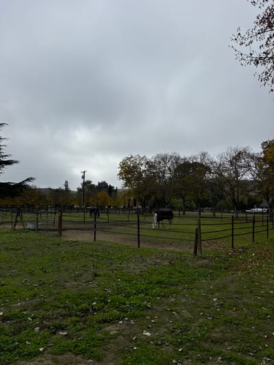 A landscape showcases a field with green grass and scattered leaves. A fence stretches across the scene, marking boundaries and enclosures. Trees with varying foliage frame the view, some displaying autumn colors. In the background, a black and white animal stands in the field. The sky is overcast, creating a muted tone and softening the natural light.