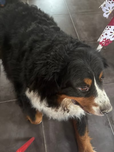 A Bernese Mountain Dog lies on a dark tiled floor. The dog's head is turned upward, and its brown eyes are visible. The dog's fur is black, brown, and white. A red object is visible near the dog's hind legs. Part of a decorative floral item with white and burgundy elements is visible in the upper left corner. The location is Baillonville, Belgium.