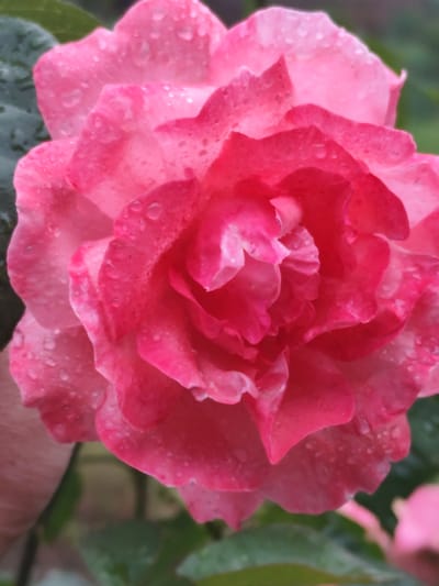 The image shows a close-up of a pink rose with water droplets on its petals. The rose is in full bloom, with its petals unfurled and layered. The background is blurred, showing green leaves and hints of other pink flowers. The lighting suggests an overcast or rainy day. There are no people or any other objects visible that would indicate a specific location within the city of Beglaya, Russia, or any city. The scene is solely focused on the natural beauty of the flower.