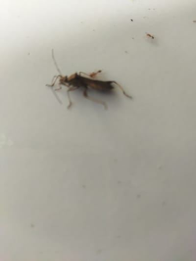 A brown insect, possibly a type of beetle or cricket, is the primary subject of this image. It is lying on its side on a white, smooth surface, which could be a countertop or a wall. The insect appears to be deceased or injured, with its legs splayed out. There are other small, dark specks scattered on the surface, which could be dust or other debris. One speck, located towards the upper right of the image, is slightly larger and more defined, appearing to be another, much smaller insect, possibly an ant. The background is out of focus, but suggests a general indoor environment. The image does not contain any information about the city of Lancokpanteara, Indonesia.