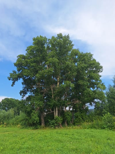 A vibrant green meadow stretches across the foreground of the image, with lush grass dotted with small white flowers. In the middle ground, a cluster of tall, mature trees with dense green foliage dominates the scene. The largest tree stands prominently in the center, its branches reaching outwards. Behind the main trees, a dense line of various smaller trees and bushes forms a natural barrier, suggesting a forest edge. The background features a bright blue sky with scattered white clouds. The scene appears to be a natural landscape, possibly a park or rural area. The image does not contain any people or identifiable man-made structures. The overall atmosphere is serene and natural, suggesting a pleasant outdoor environment. It is not possible to ascertain the specific location within Atamanovka, Russia from the image alone.