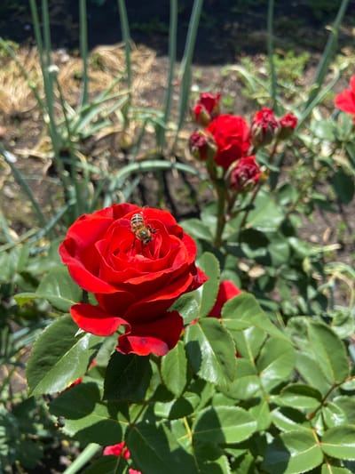A close-up shot focuses on a vibrant red rose, its petals unfurling to reveal a delicate inner structure. Perched on the edge of a petal, a bee with distinct yellow and black stripes is actively engaged with the flower, its body angled as if collecting nectar or pollen. The rose is part of a bush with lush green leaves that form a backdrop, some catching the sunlight and casting subtle shadows.
In the blurred background, other red rosebuds and a few unfurled blooms can be seen, suggesting a garden setting. Green stems and stalks are also visible, creating a sense of depth and natural environment. The ground beneath is out of focus, appearing as a mix of earth tones and dappled light.
The lighting suggests it is daytime, likely a sunny day, given the bright illumination and sharp highlights on the rose and leaves. The scene evokes a sense of nature's beauty and the industrious activity of pollinators. There is no visible text. The location context is Rozkvit, Ukraine.