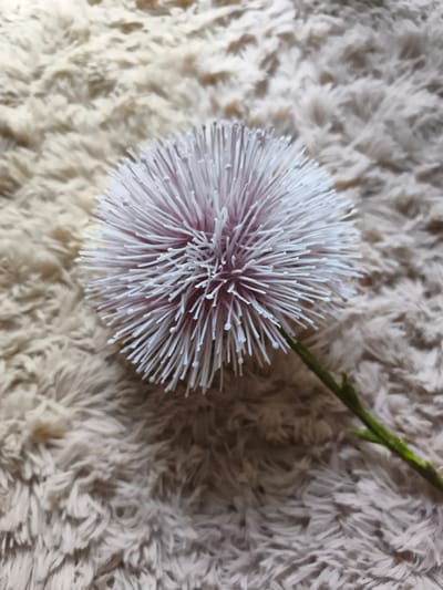 This media file features a close-up, top-down view of a decorative, dandelion-like object with thin, white, needle-like petals radiating from a central point. The object has a thin green stem. It rests on a soft, textured surface that appears to be a fuzzy blanket or rug, predominantly in shades of beige and light brown. The lighting is soft, suggesting an indoor setting, possibly during the daytime with ambient light. There are no people, text, or discernible weather cues. The overall impression is one of simple, decorative still life, likely intended to showcase the texture of the object and the surface it is placed on. The location context provided is Georgsmarienhütte, Germany, but no visual cues within the image directly support or contradict this information.