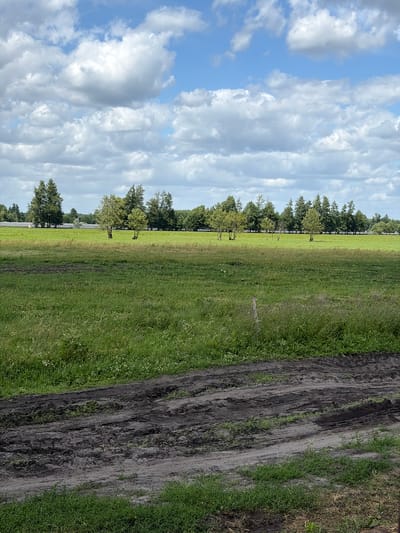 The image depicts a landscape scene featuring a grassy field under a cloudy blue sky. The field is mostly covered in green grass, with some areas of shorter grass and patches of dirt or mud toward the foreground, suggesting a track or disturbed ground. A line of trees forms a distant horizon across the middle ground, with some smaller trees scattered within the field. In the far distance, some structures with white roofs and possibly solar panels are visible behind the trees on the left. The overall environment suggests a rural or semi-rural setting. The specific location in Witnica, Poland, is not discernible from the image itself, as there are no identifying landmarks or signage. There are no people or animals present in the scene. The lighting indicates daytime, with the sun likely obscured by the clouds.
