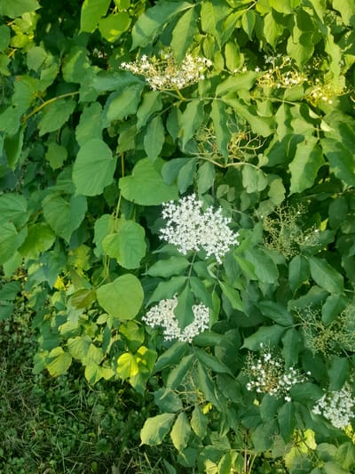 The image shows a close-up view of a dense cluster of green foliage and small white flowers, set against a background of green grass and other plants. The scene is likely outdoors, as indicated by the natural lighting and vegetation. There are no people or animals visible in the image. The focus is on the botanical elements, with the intricate details of the leaves and the delicate structure of the flower clusters being prominent. The overall impression is one of natural growth and abundance.