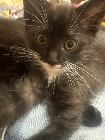 A close-up, low-angle shot captures the face of a black and white kitten resting on a blue, textured surface, likely denim. The kitten's fur is dark brown and black with a white chest and muzzle. Its large, round, golden eyes are fixed forward, and its white whiskers fan out prominently from its nose. The background is blurred, showing hints of a patterned fabric. The lighting appears to be indoor, casting soft shadows. The scene does not contain any elements that indicate a specific location within Anton, Bulgaria.
