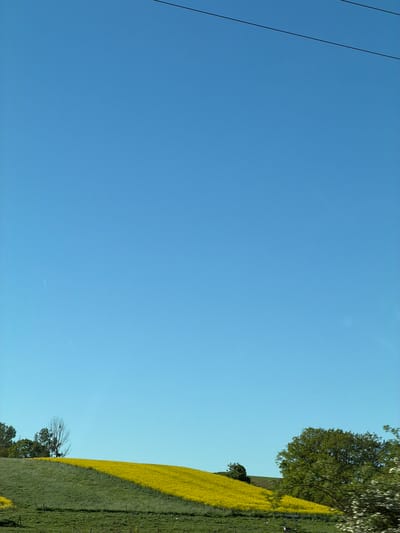A horizontal, landscape-oriented photograph displays a clear blue sky occupying most of the frame. Electrical power lines are visible in the upper-left corner. Along the right edge, the top portion shows trees, while a field of bright yellow flowers covers the lower portion. The location is implied to be Frisange, Luxembourg, as the request specified it.