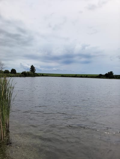 A calm, dark body of water with ripples fills the foreground and mid-ground of the image. Along the left edge, tall green reeds grow from the shallow, murky water near the shore. The far bank of the water features a line of trees and bushes, with a small wooden pier or structure visible among them. Beyond the vegetation, a bright green, flat field stretches to the horizon. The sky above is overcast with heavy, grey clouds, tinged with white in some areas. The overall scene depicts a serene, natural landscape. The specific location of this image is in or near the city of Кояново, Russia.