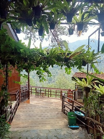 The image displays an elevated outdoor wooden deck and walkway structure, characteristic of a vantage point at a commercial establishment, located in Kajar, Indonesia. The scene is dominated by green foliage. Overhead, a framework supports numerous hanging potted ferns and other green plants, forming a dense overhead canopy.

A multi-level wooden walkway, with railings, extends from a two-story wooden building on the left, leading to a spacious wooden deck. The deck features a continuous wooden railing along its perimeter and several small, backless wooden stools. A single individual, seen from behind and wearing a head covering, stands at the far left edge of the deck, observing the distant landscape.

To the right, a smaller wooden structure with a reddish-brown, possibly thatched, roof is partially visible. Adjacent to the railing on the right are a green cylindrical trash can with a lid and two circular, blue-and-white patterned objects, resembling mats or decorative lids, resting on the ground.

The background reveals a vast, undulating green mountainous terrain, heavily forested with conifers, under a bright sky. A string of lights is horizontally strung across the mid-ground vista, suggesting evening or decorative illumination.