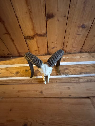 In Velká Úpa, Czechia, an off-white skull, identified as that of a bighorn sheep or ram, is mounted centrally on a wooden wall. The skull features prominent, dark grey, heavily ridged horns that curve outwards and upwards. The wall consists of light-toned horizontal wooden planks, with two narrow, horizontally aligned white strips present immediately above and below the skull's mounting point. Above the level of the skull, the wooden planks transition to a vertical orientation, forming what appears to be a sloped wooden ceiling within an interior space. No individuals or active subjects are present in the scene.