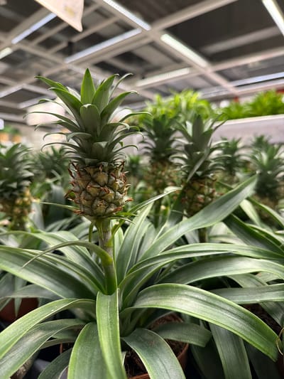 The media file displays a close-up, tilted view of several small, immature pineapples growing on their plants. The pineapples are green and have the characteristic spiky texture of developing fruit. They are surrounded by long, green, strap-like leaves. In the background, there is a blurred array of white shelving or structural elements, suggesting an indoor environment, possibly a greenhouse or a store. The lighting appears artificial, with some bright highlights on the shelving. There are no people visible. The overall impression is one of natural growth within a controlled setting. The setting is located in Alfafar, Spain.