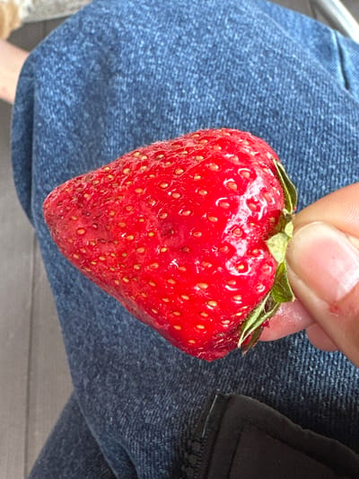 A close-up, slightly elevated, eye-level shot captures a ripe, red strawberry being held by a person's thumb and forefinger against a background of textured blue denim. The strawberry's surface is dotted with small, yellow seeds. The person's skin is visible on their thumb and forefinger, with a clean fingernail. The denim fabric appears to be part of a pair of jeans, with visible seams and texture. The lighting suggests an outdoor setting, possibly during daylight. There is no indication of the city of Bolshaya Rechka, Russia.