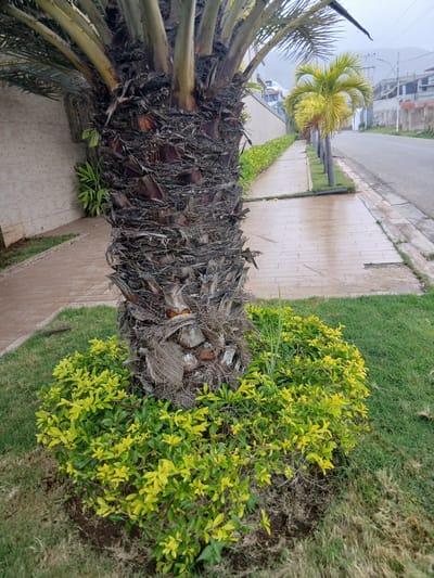 In Aricagua, Venezuela, the image captures a street scene dominated by a large palm tree with a rough, textured trunk situated in the foreground. Surrounding the base of the palm is a bed of vibrant green shrubs. To the left of the palm, a light-colored tiled walkway is visible, bordered by a low, manicured hedge. Beyond the walkway, a wall constructed of light-colored bricks and some vegetation can be seen. To the right of the palm, a paved road runs parallel to a sidewalk. Several smaller palm trees with bright green and yellow fronds are planted along the grassy median between the walkway and the road. In the background, buildings under construction and a hazy mountain range suggest a semi-urban or suburban environment on a cloudy day. The ground in the foreground and along the walkway appears damp, possibly from recent rain. There are no people or animals present in the image.