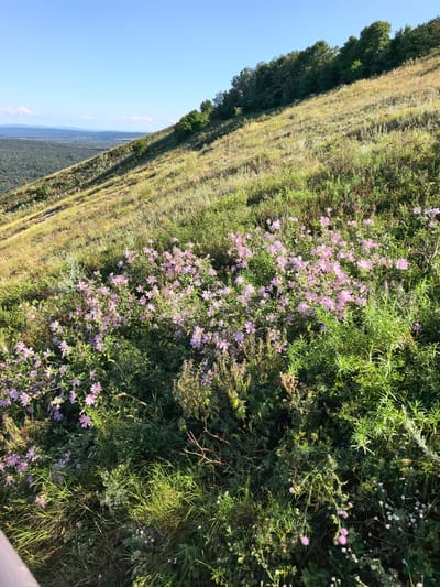 The image shows a close-up view of a grassy slope with scattered pink wildflowers. The slope is covered in various types of vegetation, including tall grasses, green bushes, and some dried brown stalks. The wildflowers are predominantly pink with five petals each and appear in clusters. The sun is shining, casting shadows on the ground. In the background, a dense forest line runs along the crest of the slope, and beyond that, a hazy landscape of hills and a clear blue sky can be seen. The location is identified as the city of Shikhan, Russia. There are no people or animals visible in the image. The overall scene depicts a natural, outdoor environment during daytime.