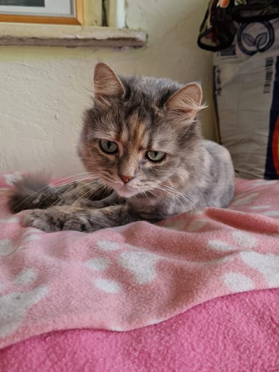 A close-up, eye-level shot shows a long-haired domestic cat with green eyes and tabby markings resting on a pink blanket with white polka dots. The cat is positioned in the center of the frame, facing forward with its head slightly tilted. Its paws are tucked beneath its chest, and its tail is curled to the left. The background is out of focus, but appears to be an indoor setting with a textured wall and some bags or fabric. The scene is well-lit, with natural light illuminating the cat's fur and facial features. The overall impression is one of a relaxed and comfortable pet. There is no discernible information about the city of Raduvene, Bulgaria in the image.