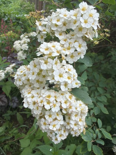 A close-up, vertical shot captures a cluster of delicate white flowers with yellow centers, some of which are speckled with brown. The flowers are arranged in frothy, pyramidal clusters, with many individual blossoms contributing to the overall airy texture. They are set against a backdrop of dark green foliage, suggesting an outdoor setting in a garden or natural environment. In the background, hints of other plants with pink and darker foliage can be observed, adding depth and variety to the scene. The lighting appears to be natural, with soft illumination that highlights the subtle details of the petals and stamens. The image quality is clear, allowing for a detailed examination of the floral subject. The overall impression is one of natural beauty and serene growth. The location is Vaskelovo, Russia.