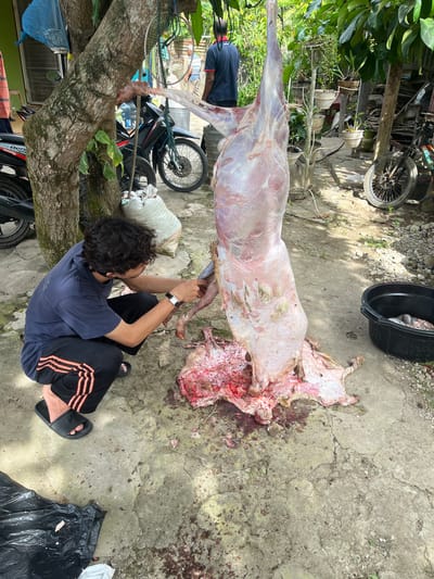 A young man is skinning a goat in an outdoor area. He is wearing a dark blue t-shirt and black pants with orange stripes. He is crouched down and using a knife to remove the skin from the goat, which is hanging from a tree branch. The goat has already been partially skinned, and its meat is exposed. There are bloodstains on the ground, and a black plastic bag and a large black bucket are nearby. In the background, there are motorcycles and plants, indicating a rural or semi-rural setting. The location is identified as Keudematangkuli, Indonesia.