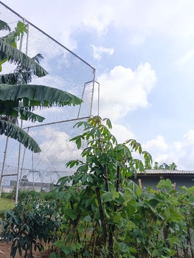Lush greenery dominates the foreground, featuring various plants and foliage. A banana tree is visible on the left, alongside a net structure. In the background, a building with a roof is partially obscured. The sky is partially cloudy, revealing patches of blue.