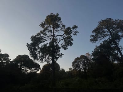 The image displays a forested landscape in Coajomulco, Mexico. The upper two-thirds of the frame consist of a clear, pale blue sky. The lower portion is occupied by a dense line of trees, predominantly appearing as dark silhouettes against the sky due to backlighting, indicative of early morning or late evening. A tall, slender conifer-type tree stands centrally, its dark trunk and branching structure discernible. Another similar tree is partially visible on the far right. Multiple other trees form a dark, undulating canopy across the lower and mid-ground, with one tree near the center-right exhibiting subtle hints of lighter, possibly autumnal, foliage. No individuals, man-made objects, or specific actions are present in the scene.