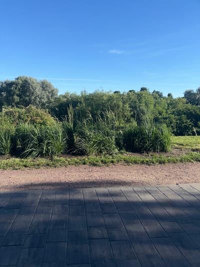 The image captures a sunlit park pathway in Sinyavino, Russia. The pathway is paved with dark gray interlocking stones, creating a textured surface. To the left of the pathway, a narrow strip of grass borders a path of small, reddish-brown gravel. Beyond the gravel, a dense line of lush green grasses and reeds flourishes, some reaching significant heights. In the background, a variety of green trees and bushes form a natural barrier, with a few taller, silvery-gray trees visible on the left. The sky above is a clear, bright blue, with thin, white contrails stretching across it. The scene suggests a peaceful, natural environment within the city.