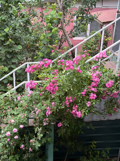 The image shows a close-up view of a climbing rose bush with small pink flowers, heavily laden with blooms. The bush is positioned against a backdrop of a building with a pink facade and a green corrugated metal structure. A white metal trellis or support structure is visible, interwoven with the branches of the rose bush. Lush green foliage surrounds the flowers, creating a dense, verdant effect. The lighting suggests it might be daytime, possibly overcast, as there are no strong shadows. The overall impression is one of abundant natural growth and floral beauty in an outdoor setting. No people are visible, and no text is present in the image. The location context is Borjomi, Georgia.