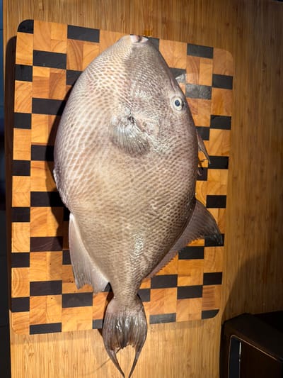 A gray triggerfish lies on a checkered wooden cutting board. The board is made of alternating light and dark wood squares. The fish is positioned diagonally across the board, with its head to the left and tail to the right. Part of a dark object is visible in the upper right corner of the image. The fish appears to be freshly caught and uncooked. There is no indication of the image's location in Even Yehuda, Israel.