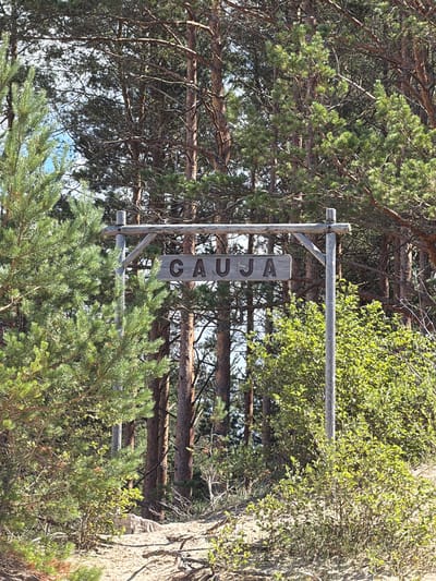 In Lilaste, Latvia, a wooden signpost stands amidst a pine forest. The sign, made of weathered wood, displays the word "CAUJA" in carved, dark letters. The signpost itself is constructed from rough-hewn wooden poles and a horizontal beam. Surrounding the sign are lush green pine trees with brown bark and dense foliage, suggesting a natural, possibly recreational, area. The ground is covered in sand, pine needles, and small shrubs. The sky is visible through the branches, indicating a bright, sunny day.
