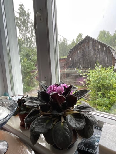 The image depicts an indoor scene looking out a window onto a rural landscape in Drevyanovo, Russia, during a rain shower. In the foreground, on a windowsill, is a potted African violet with dark green, velvety leaves and vibrant pink flowers. To the left of the African violet, a glass bowl with white contents is partially visible. The window frame is white.

Outside the window, the rain is visible as streaks against the backdrop of lush green trees and vegetation. A large, weathered wooden barn with a gabled roof dominates the middle ground. The sky is overcast, typical of rainy weather. The overall impression is one of a quiet, domestic moment observing the rain from indoors.