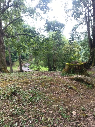 This image depicts a natural, outdoor environment, specifically located in Tah, Vietnam. The scene captures a downward slope through a densely vegetated area, likely a forest or park.
In the immediate foreground, the ground is uneven, composed of exposed earth, scattered green grass, fallen leaves, and twigs. Toward the right midground, a prominent, large tree stump is visible, heavily covered in green moss. The word "Balk" is carved into the side of this stump. Adjacent to the stump lies a large, irregular rock, also covered with moss.
To the left and center midground, several large trees with substantial trunks and branches dominate the view, contributing to a dense canopy that partially obscures the bright, overcast sky.
Further into the background, a paved or dirt path or road is discernible, curving downwards and to the left through the greenery. On this path, a small, white motorcycle is observed, being ridden by an individual wearing dark clothing, heading away from the viewer. Beyond the path, the terrain opens into a lighter green, grassy area, which then transitions into a dense forest extending into the distance. The overall environment is lush, with numerous trees and undergrowth.