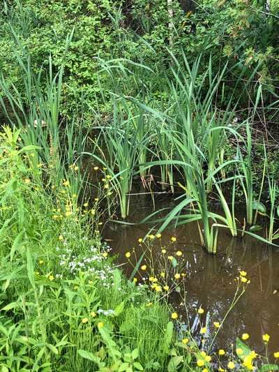 The image depicts a close-up view of a body of water, likely a creek or ditch, with lush green vegetation growing on its banks and emerging from the water. Tall, slender green reeds dominate the center of the frame, standing in the dark, reflective water. To the left and in the foreground, a profusion of smaller green plants, grasses, and delicate wildflowers, predominantly yellow buttercups and small white blossoms, creates a dense undergrowth. The water's surface is dark brown and reflects the surrounding greenery and reeds, with some debris visible, including what appears to be a discarded aluminum can. The background consists of a dense wall of green foliage and branches, suggesting a natural, possibly wooded area. The scene is set outdoors, in a naturalistic environment. Given the context of Innisfil, Canada, this scene could be indicative of a naturalized area along a roadside, a park, or a less manicured section of a residential area within the town.
