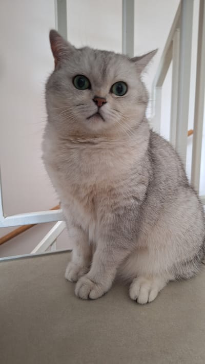 An adult, short-haired, silver tabby cat with green eyes is sitting on a beige surface. The cat is facing forward, with its paws neatly tucked beneath it. The background consists of white railings and a light-colored wall. The image is a close-up of the cat, with the environment providing a neutral setting. There are no people or other animals present. The scene is indoors, likely in a residential or public space with modern architectural elements.