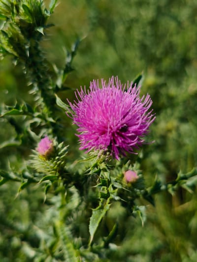 A close-up, eye-level shot of a pink thistle flower with sharp green leaves and buds in a field near Psilske, Ukraine. The flower is in full bloom, with delicate petals radiating outwards. The background is a blur of green foliage, suggesting a natural, outdoor setting. The lighting is natural, with the sun illuminating the flower from the side. The image is sharp and detailed, with a shallow depth of field that blurs the background and emphasizes the subject. There are no people or animals visible in the image. The overall impression is one of natural beauty and serenity.