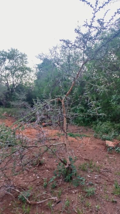 A parched landscape with a thin, thorny tree as the central figure. The ground is reddish-brown and barren, sparsely dotted with small green plants. The tree, with its spindly branches and sharp thorns, seems almost skeletal. Behind it, a backdrop of denser green foliage suggests a thicker forest. The sky is a pale, overcast white, adding to the overall arid and slightly desolate atmosphere.