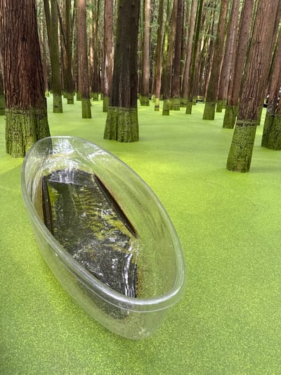 A transparent oval-shaped trough, partially filled with dark water and green algae, rests on a thick carpet of vibrant green duckweed that covers a flooded forest. The waterlogged trees, with their lower trunks coated in moss, rise uniformly from the green expanse, creating a dense, somewhat uniform pattern. The trees are tall and slender, with rough, brown bark. The overall scene suggests an unusual, perhaps cultivated, wetland environment in a forest. The image does not contain any people or specific recognizable landmarks. The location is identified as Lin'an District, China.