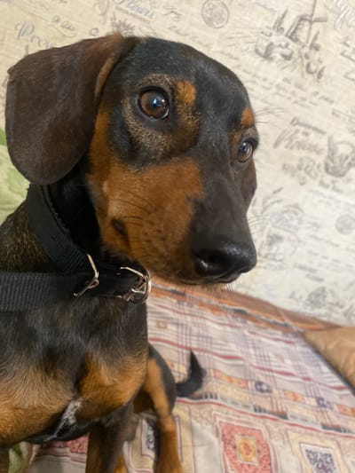 A close-up shot captures a dachshund with brown and black fur, wearing a black collar. The dog is looking to the right, with its head tilted slightly. The background features a patterned surface, possibly a blanket or upholstery, with a subtle floral design. The lighting is soft, creating a warm and inviting atmosphere. The image does not contain any information about the city of Верхний Карбуш, Russia.