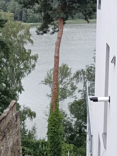 The image shows a view from a building in Doksy, Czechia, looking out over a body of water. On the right side of the image, a modern white building with a balcony and a white pipe protruding from the wall is visible. On the left, a stone wall and lush green foliage frame the view of the water. A tall, thin tree, covered in ivy, stands prominently in the middle of the frame, its trunk a reddish-brown color. The water is rippling, and the background is filled with dense green trees. The overall scene is one of natural beauty juxtaposed with modern architecture.