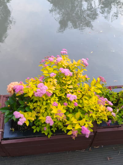 In Verkhnii Lars, Russia, a wooden planter box filled with vibrant yellow foliage and clusters of small pink flowers sits beside a body of calm, reflective water. The water's surface mirrors the surrounding trees, creating a soft, abstract pattern. The planter box is positioned on a wooden deck, with its dark brown exterior contrasting with the natural elements it contains. One large, peach-colored flower, possibly a dahlia, is visible among the smaller pink blooms. The scene is tranquil, suggesting a peaceful outdoor setting.