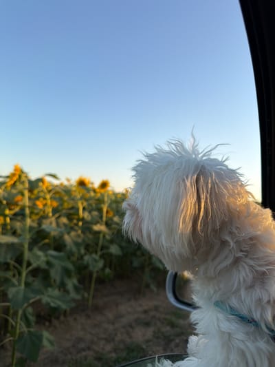 A small, fluffy white dog with scruffy fur is looking out of a car window at a field of sunflowers under a clear blue sky. The dog's head and upper body are visible from the side, with its fur illuminated by golden sunlight. The dog is wearing a blue and red leash. In the background, a large field of sunflowers is visible, with their yellow heads turned towards the setting sun. The ground is dry and appears to be agricultural land. The scene is set in the city of Gradina, Bulgaria.